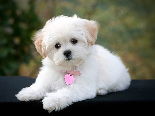 Pet 1